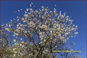 Manto de tonos blancos y rosas en Gran Canaria (Reportaje gráfico de Ildefonso Rodríguez)